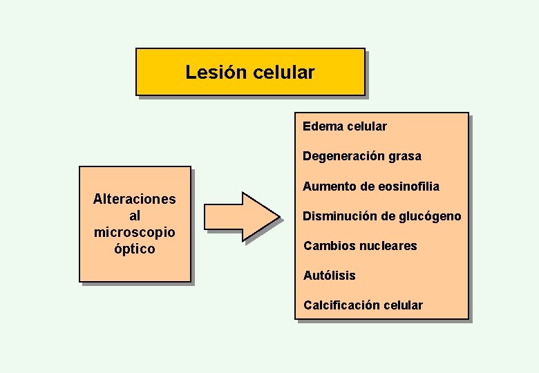 Lesión celular Edema celular Degeneración grasa Alteraciones al microscopio óptico Aumento de eosinofilia Disminución
