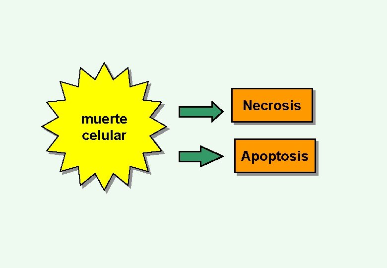 muerte celular Necrosis Apoptosis 