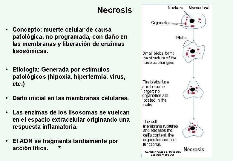 Necrosis • Concepto: muerte celular de causa patológica, no programada, con daño en las