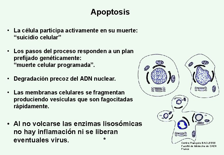 Apoptosis • La célula participa activamente en su muerte: “suicidio celular” • Los pasos