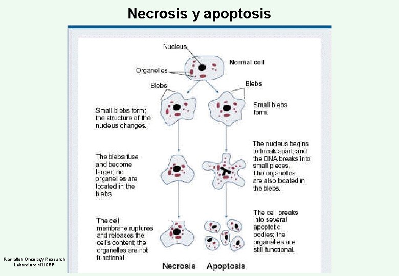 Necrosis y apoptosis Radiation Oncology Research Laboratory of UCSF 