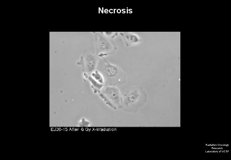 Necrosis Radiation Oncology Research Laboratory of UCSF 