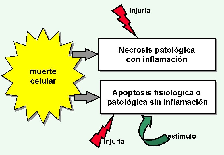 injuria Necrosis patológica con inflamación muerte celular Apoptosis fisiológica o patológica sin inflamación injuria