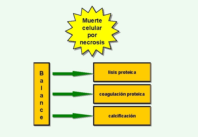 Muerte celular por necrosis B a l a n c e lisis proteica coagulación