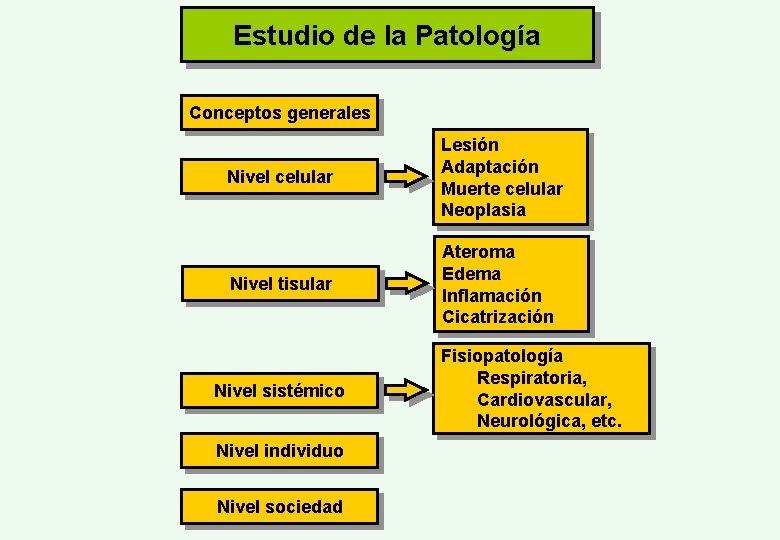 Estudio de la Patología Conceptos generales Nivel celular Lesión Adaptación Muerte celular Neoplasia Nivel