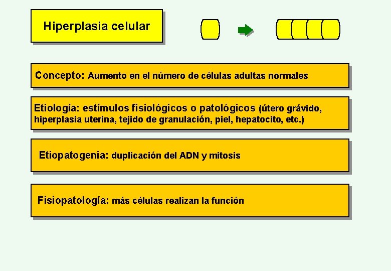 Hiperplasia celular Concepto: Aumento en el número de células adultas normales Etiología: estímulos fisiológicos