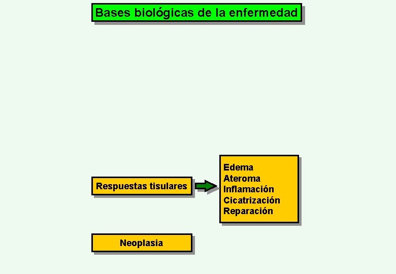 Bases biológicas de la enfermedad Respuestas tisulares Neoplasia Edema Ateroma Inflamación Cicatrización Reparación 
