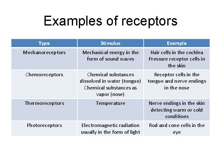 Examples of receptors Type Stimulus Example Mechanoreceptors Mechanical energy in the form of sound