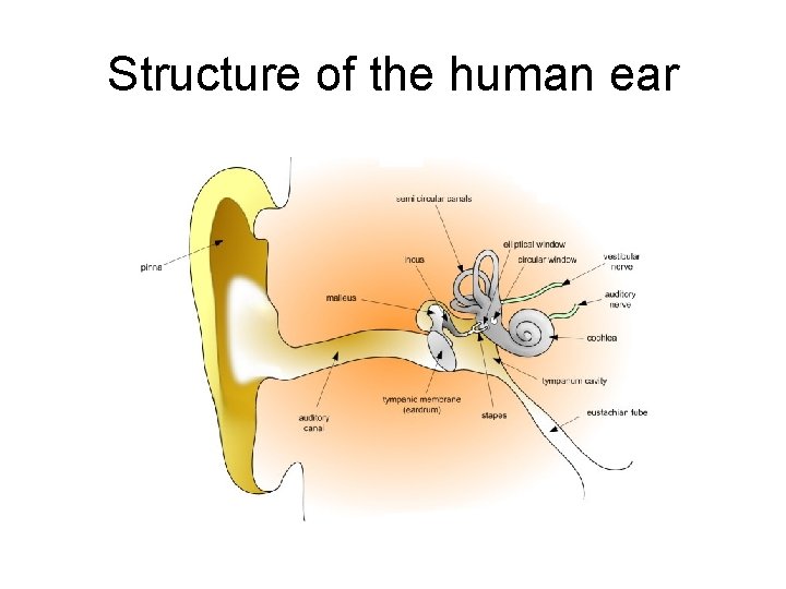 Structure of the human ear 