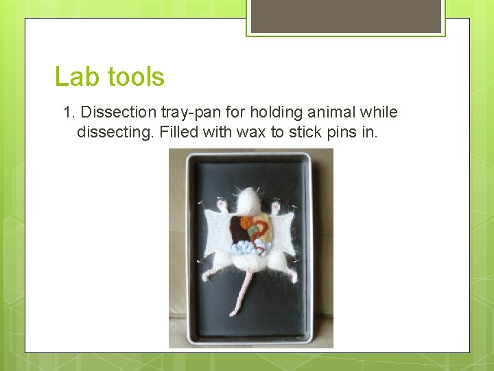 Lab tools 1. Dissection tray-pan for holding animal while dissecting. Filled with wax to