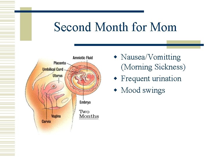 Second Month for Mom w Nausea/Vomitting (Morning Sickness) w Frequent urination w Mood swings