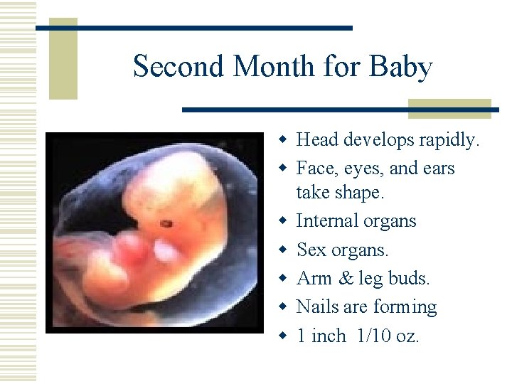 Second Month for Baby w Head develops rapidly. w Face, eyes, and ears take