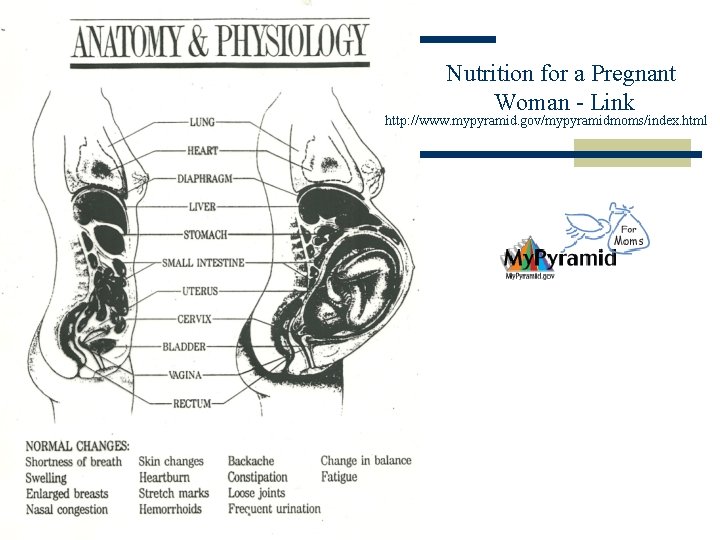 Nutrition for a Pregnant Woman - Link http: //www. mypyramid. gov/mypyramidmoms/index. html 