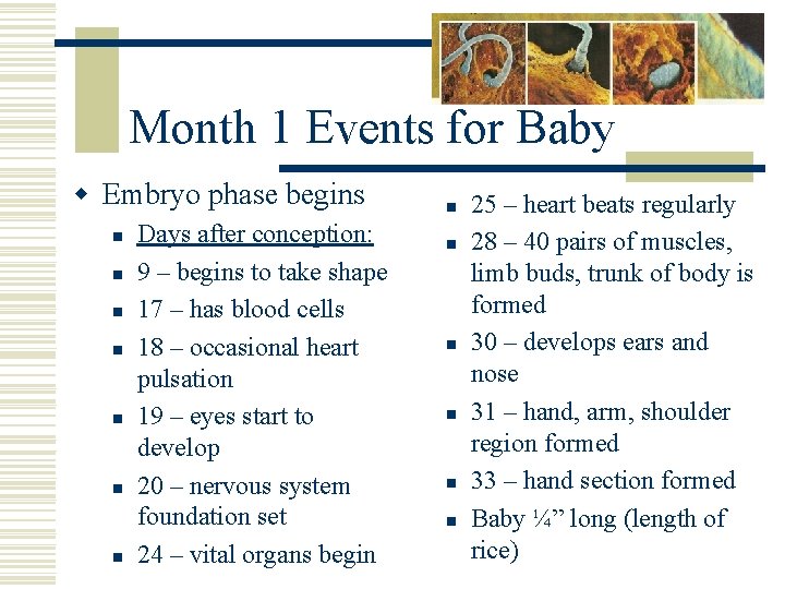 Month 1 Events for Baby w Embryo phase begins n n n n Days