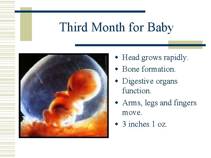 Third Month for Baby w Head grows rapidly. w Bone formation. w Digestive organs