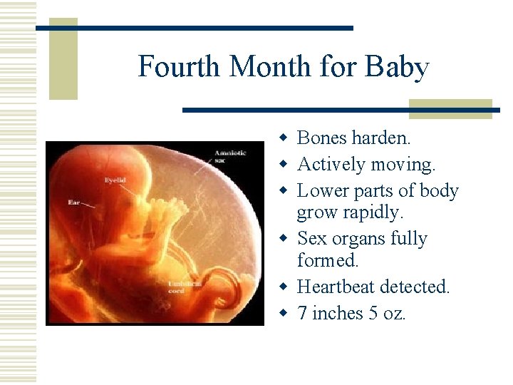 Fourth Month for Baby w Bones harden. w Actively moving. w Lower parts of