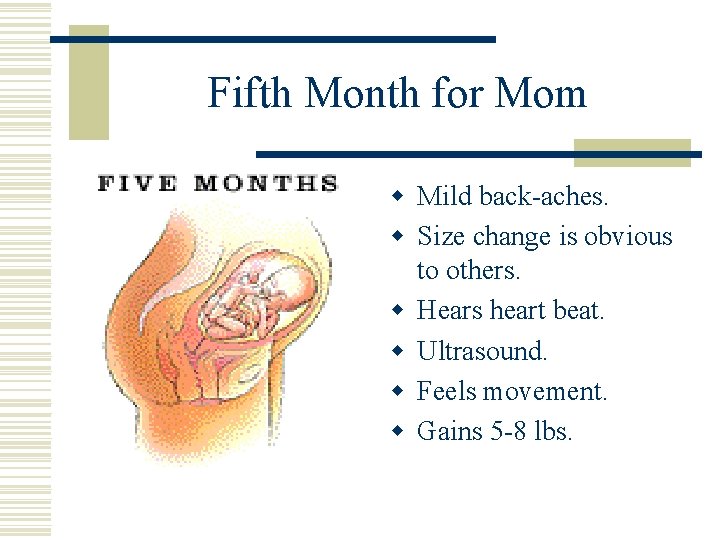 Fifth Month for Mom w Mild back-aches. w Size change is obvious to others.