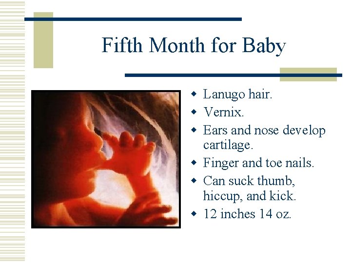 Fifth Month for Baby w Lanugo hair. w Vernix. w Ears and nose develop