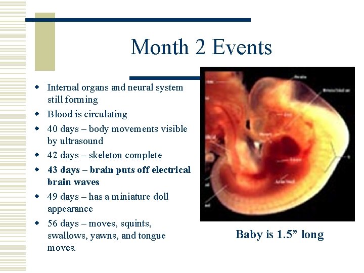 Month 2 Events w Internal organs and neural system still forming w Blood is