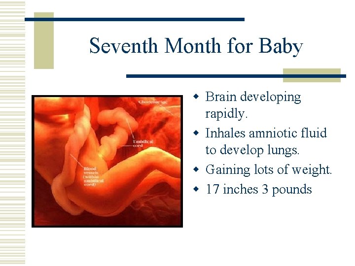 Seventh Month for Baby w Brain developing rapidly. w Inhales amniotic fluid to develop