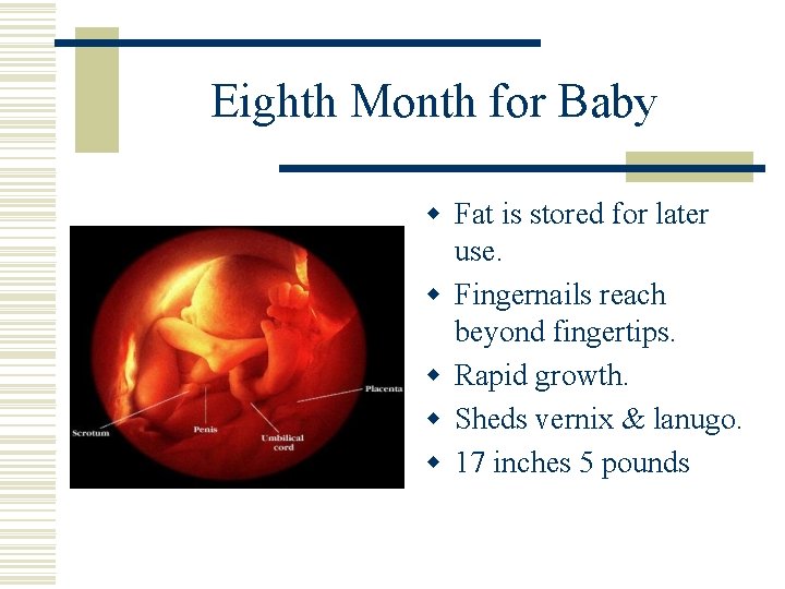Eighth Month for Baby w Fat is stored for later use. w Fingernails reach