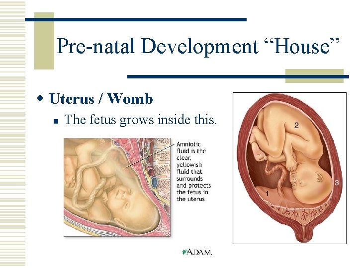 Pre-natal Development “House” w Uterus / Womb n The fetus grows inside this. 