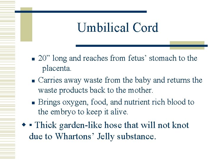 Umbilical Cord n n n 20” long and reaches from fetus’ stomach to the