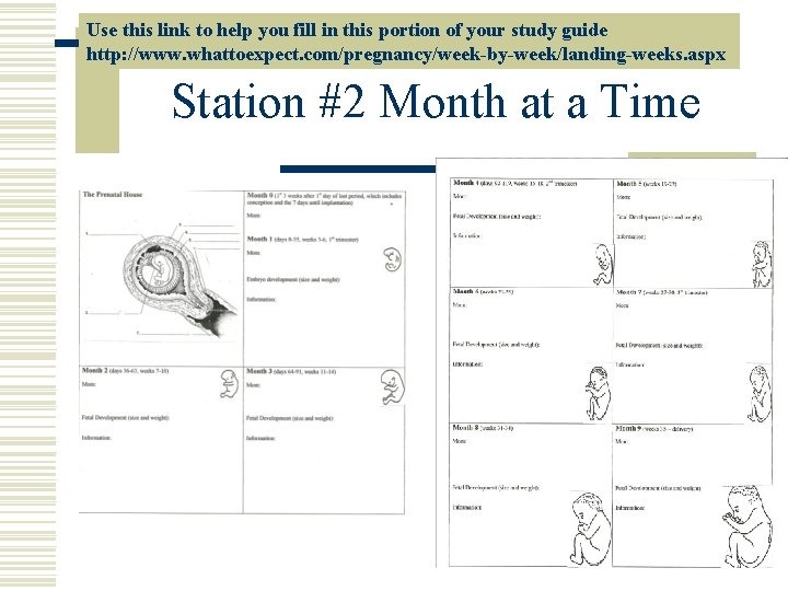 Use this link to help you fill in this portion of your study guide