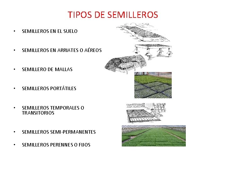 TIPOS DE SEMILLEROS • SEMILLEROS EN EL SUELO • SEMILLEROS EN ARRIATES O AÉREOS