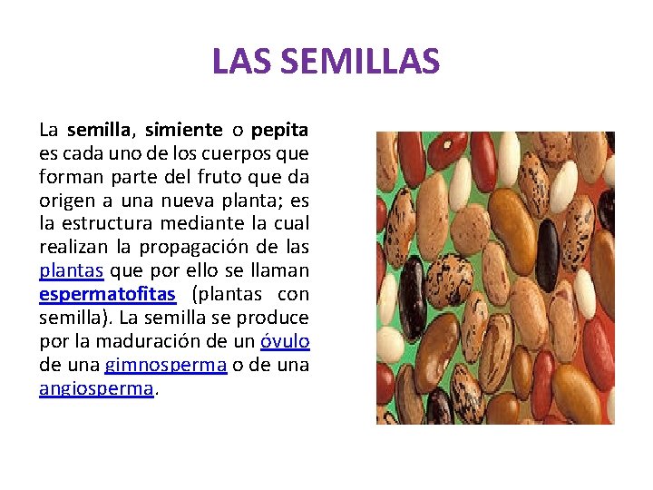 LAS SEMILLAS La semilla, simiente o pepita es cada uno de los cuerpos que