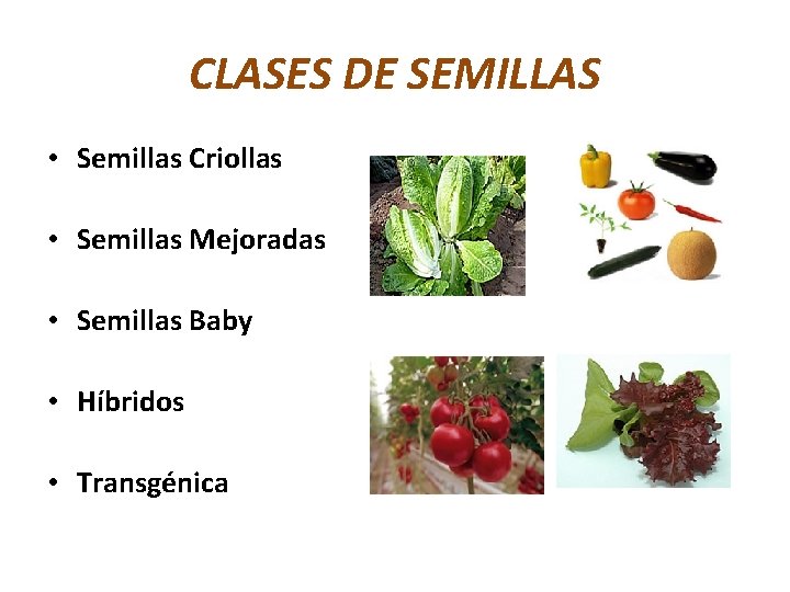 CLASES DE SEMILLAS • Semillas Criollas • Semillas Mejoradas • Semillas Baby • Híbridos