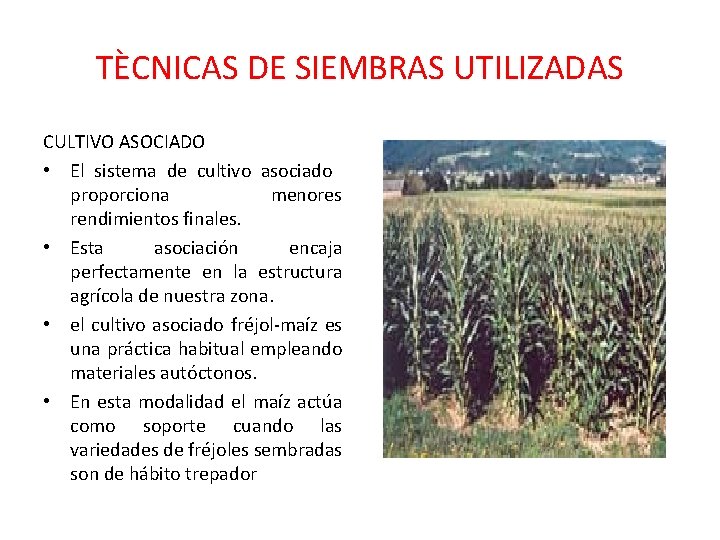 TÈCNICAS DE SIEMBRAS UTILIZADAS CULTIVO ASOCIADO • El sistema de cultivo asociado proporciona menores