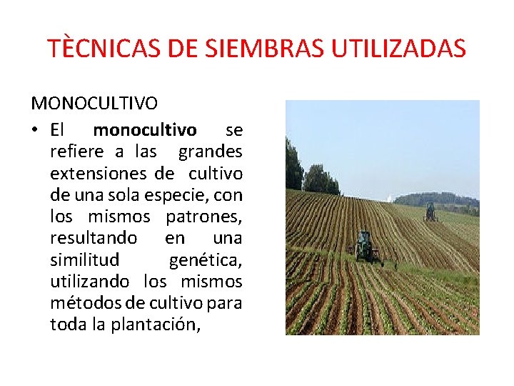 TÈCNICAS DE SIEMBRAS UTILIZADAS MONOCULTIVO • El monocultivo se refiere a las grandes extensiones