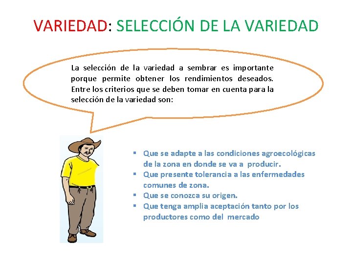 VARIEDAD: SELECCIÓN DE LA VARIEDAD La selección de la variedad a sembrar es importante