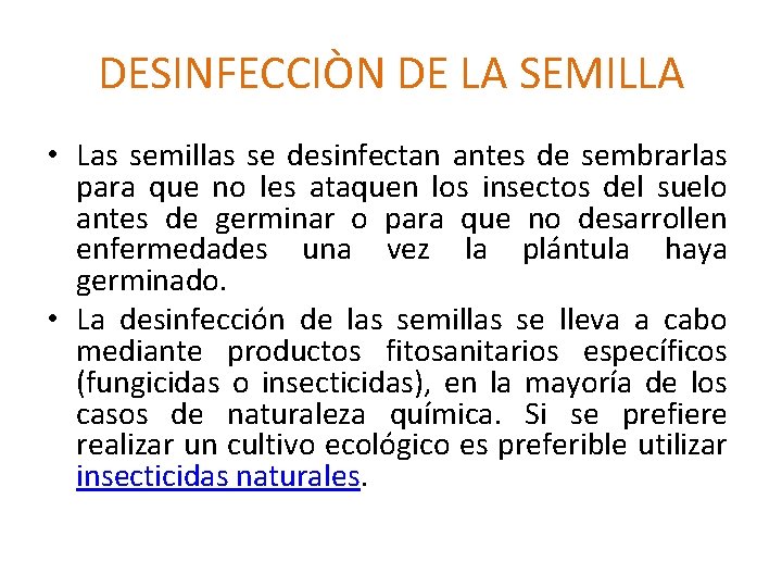 DESINFECCIÒN DE LA SEMILLA • Las semillas se desinfectan antes de sembrarlas para que
