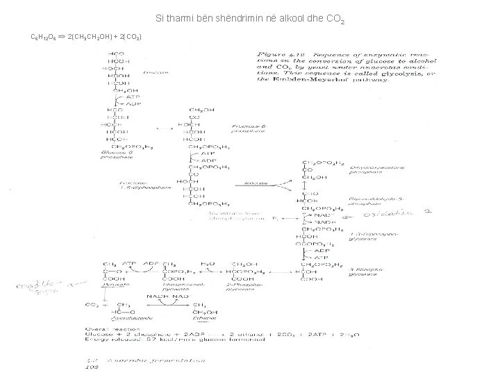 Si tharmi bën shëndrimin në alkool dhe CO 2 C 6 H 12 O