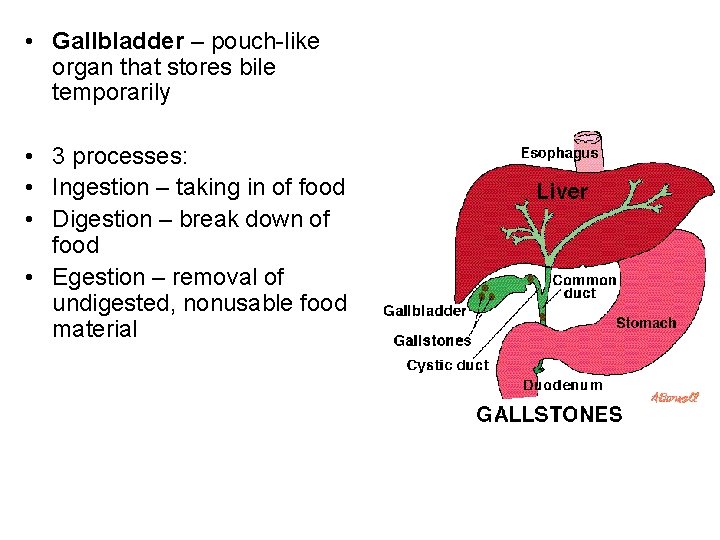  • Gallbladder – pouch-like organ that stores bile temporarily • 3 processes: •
