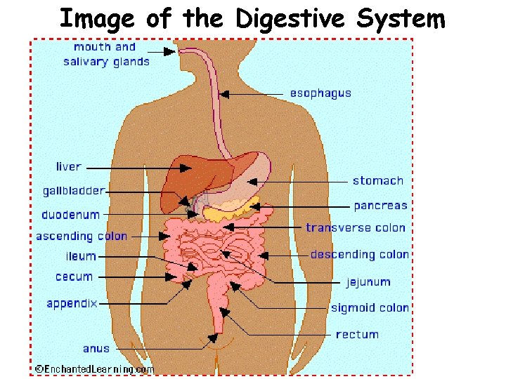 Image of the Digestive System 