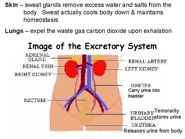 Skin – sweat glands remove excess water and salts from the body. Sweat actually