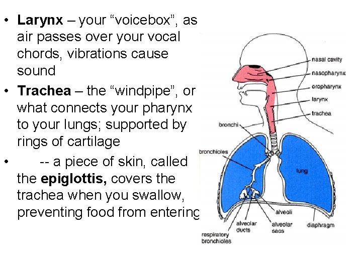  • Larynx – your “voicebox”, as air passes over your vocal chords, vibrations