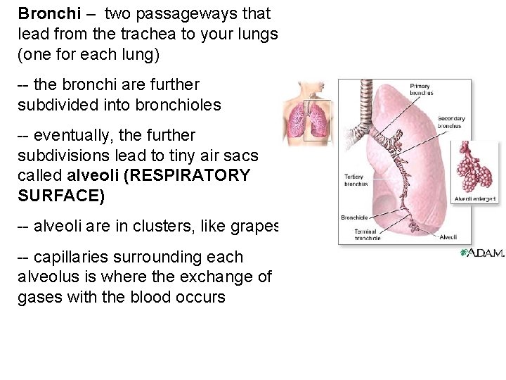 Bronchi – two passageways that lead from the trachea to your lungs (one for