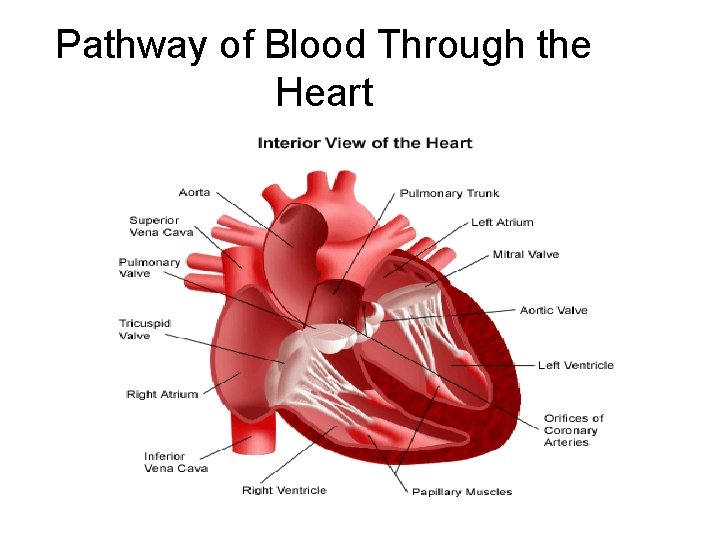 Pathway of Blood Through the Heart 