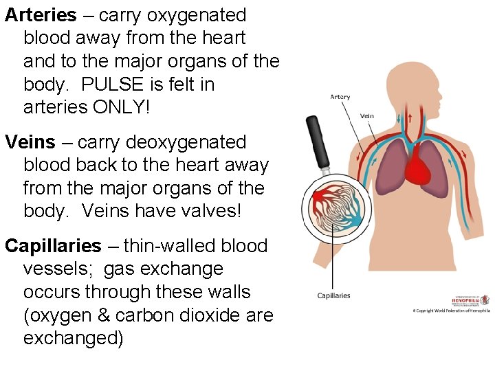 Arteries – carry oxygenated blood away from the heart and to the major organs