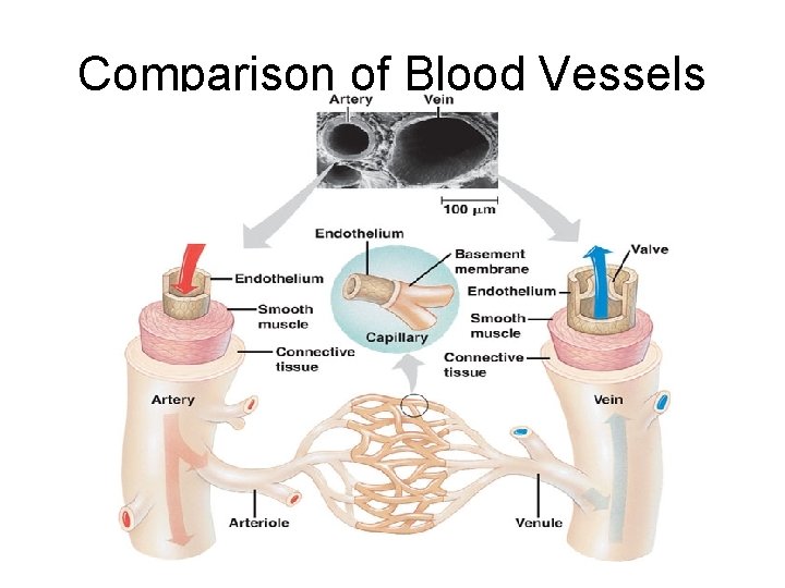 Comparison of Blood Vessels 