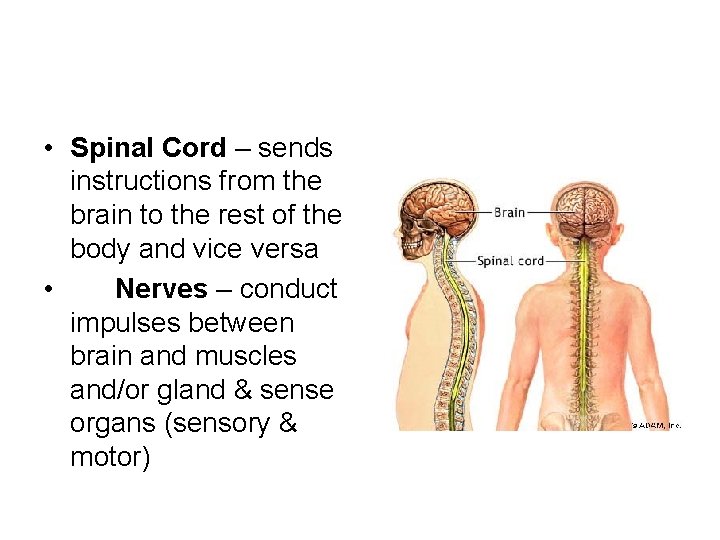  • Spinal Cord – sends instructions from the brain to the rest of