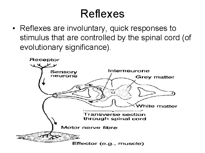 Reflexes • Reflexes are involuntary, quick responses to stimulus that are controlled by the