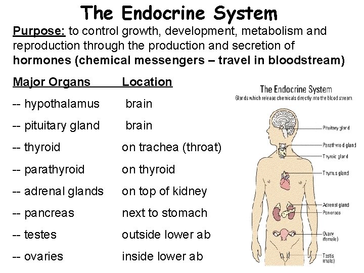 The Endocrine System Purpose: to control growth, development, metabolism and reproduction through the production