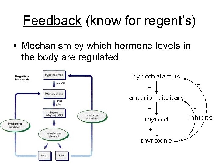 Feedback (know for regent’s) • Mechanism by which hormone levels in the body are