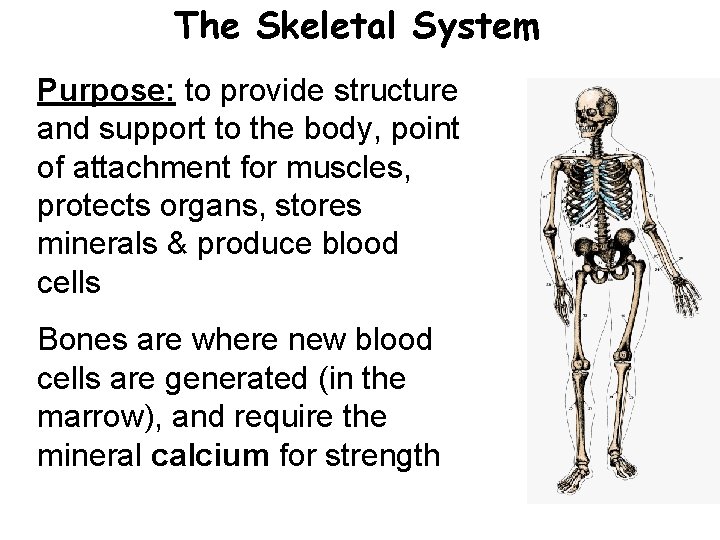The Skeletal System Purpose: to provide structure and support to the body, point of