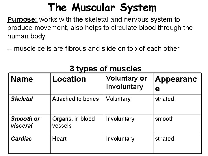 The Muscular System Purpose: works with the skeletal and nervous system to produce movement,